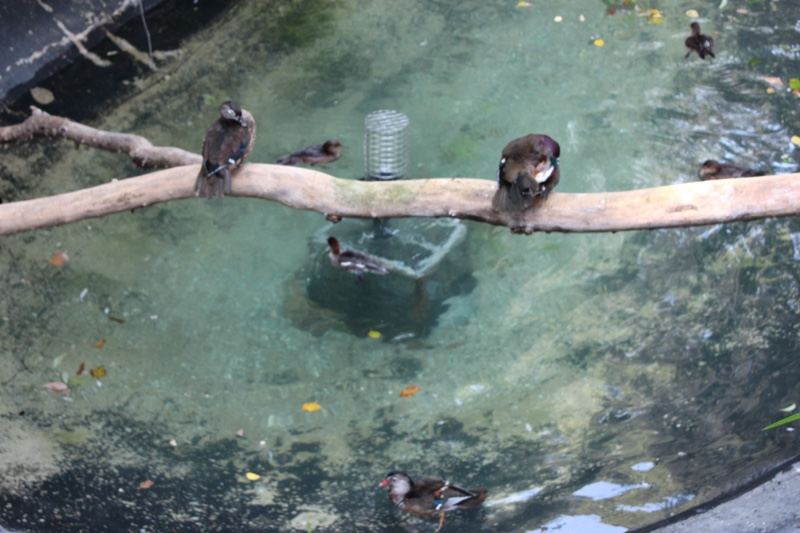 Ducks Perched On Branch Over Water