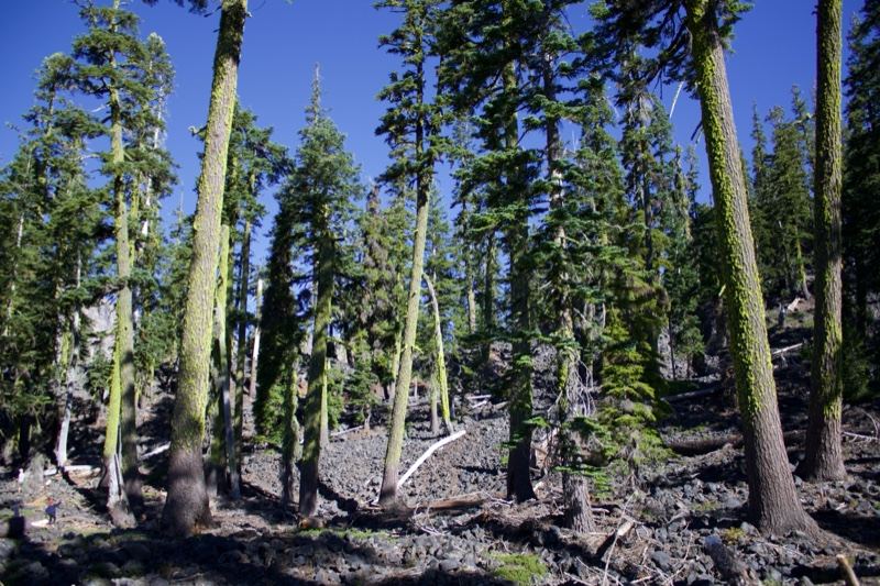 Tall Pines in Burned Forest