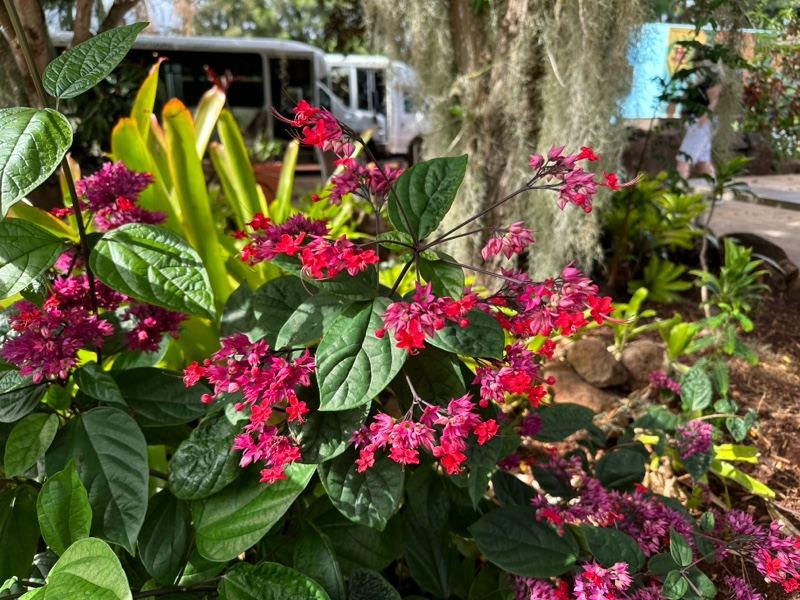 Pink Clerodendrum Flowers in Garden