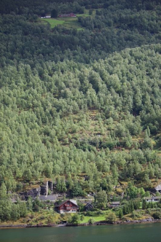 Forested Hillside Over Fjord