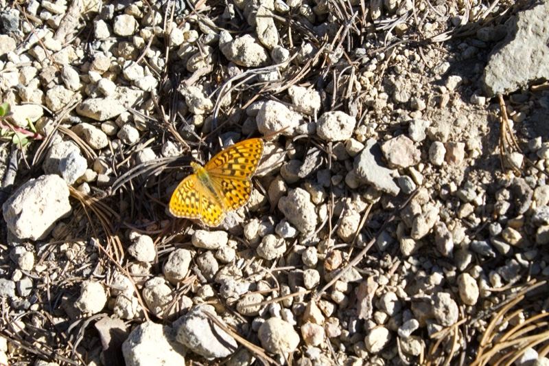 Orange Butterfly on Rocky Ground