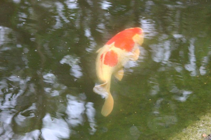 Orange White Koi Fish in Pond