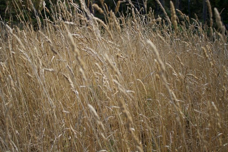 Golden Tall Grass Field