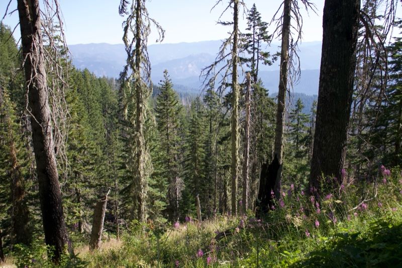 Sunlit Conifer Forest With Dead Trees