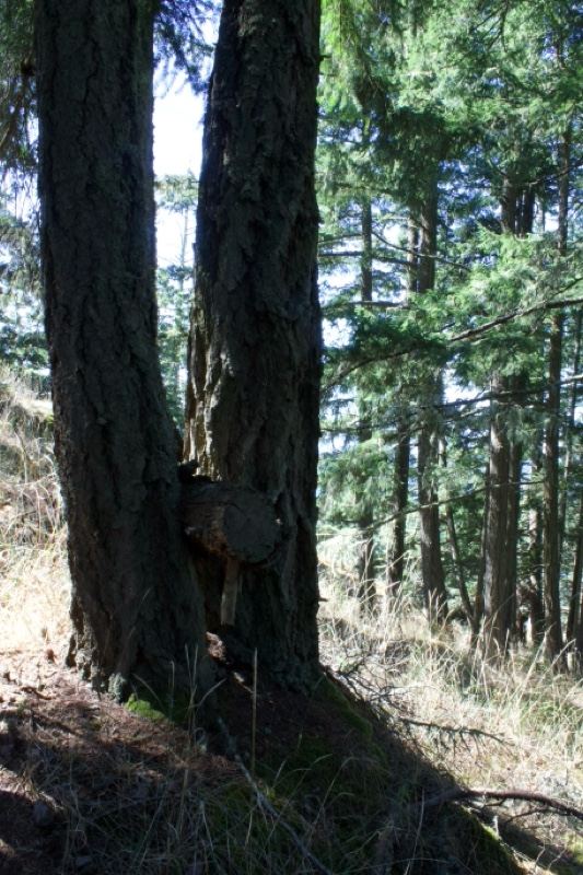 Two Pine Trees In Forest