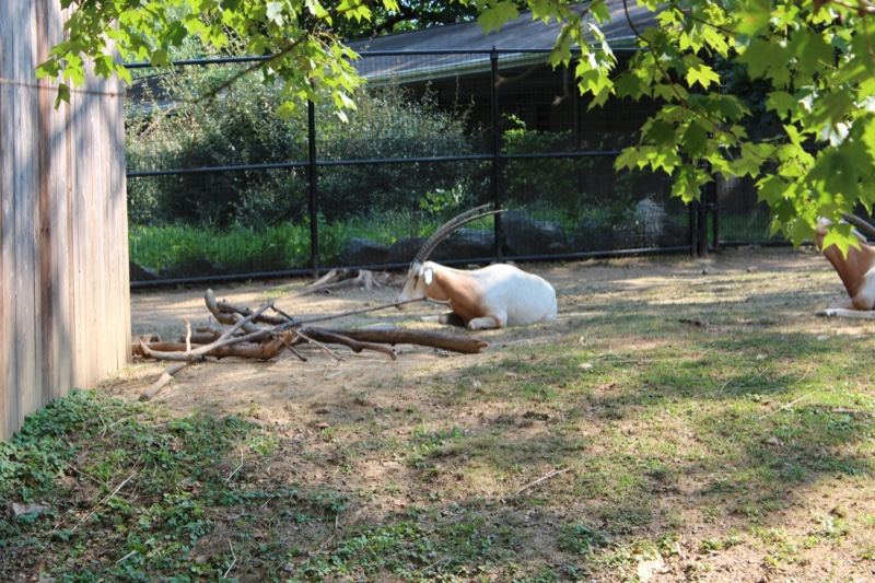 Goat resting in zoo enclosure