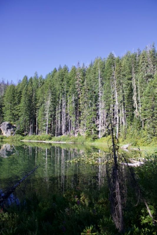 Forest Lake Reflection in Mountains