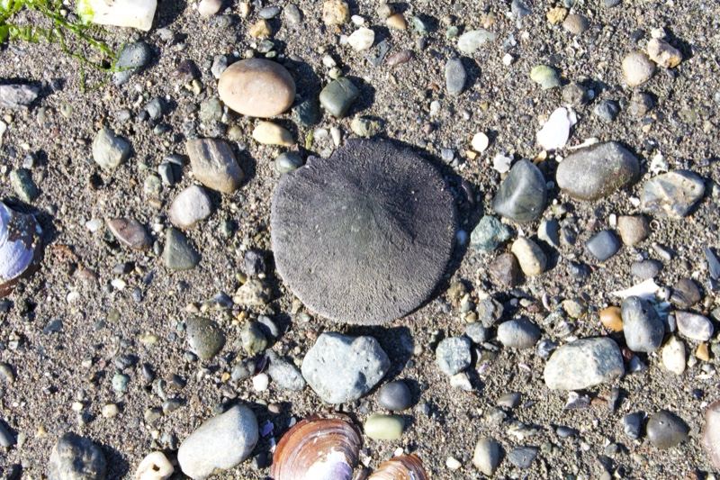 Sand Dollar on Pebble Beach