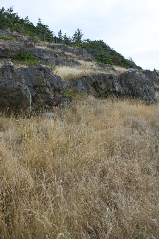 Rocky Hillside with Dry Grass