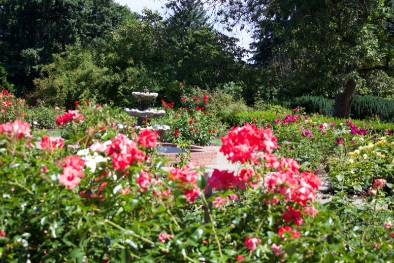 Pink Roses in Garden with Fountain