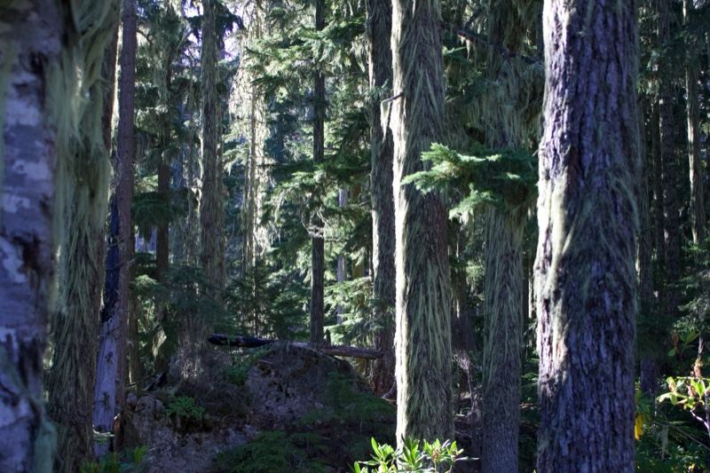 Dense Coniferous Forest Interior