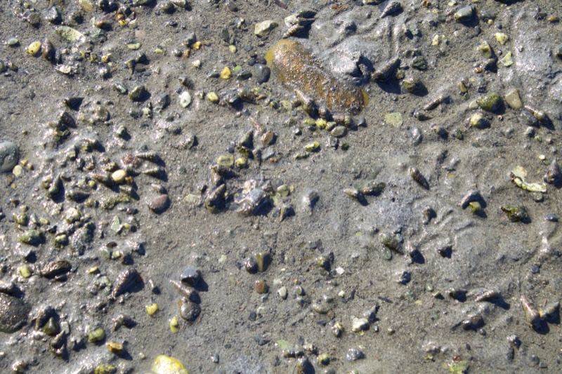 Sea cucumber on mudflat