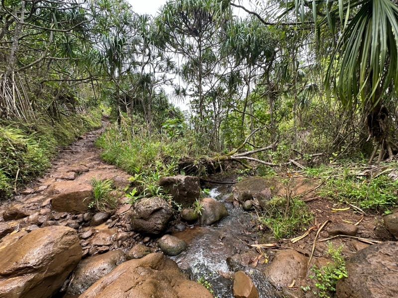 Tropical Forest Trail With Rocky Stream