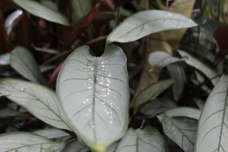 Silver Veined Leaf with Dewdrops