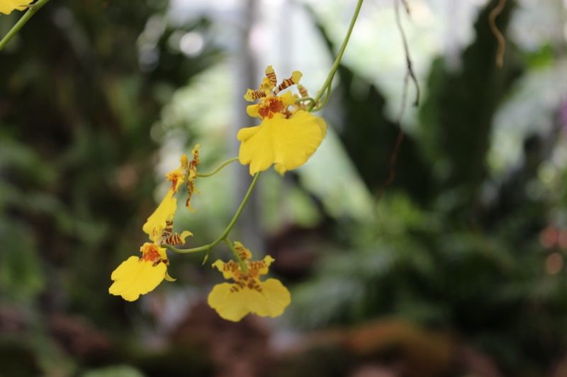 Yellow Orchid Blooms Close Up