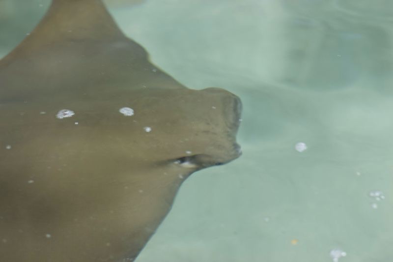 Stingray Swimming in Shallow Turquoise Water