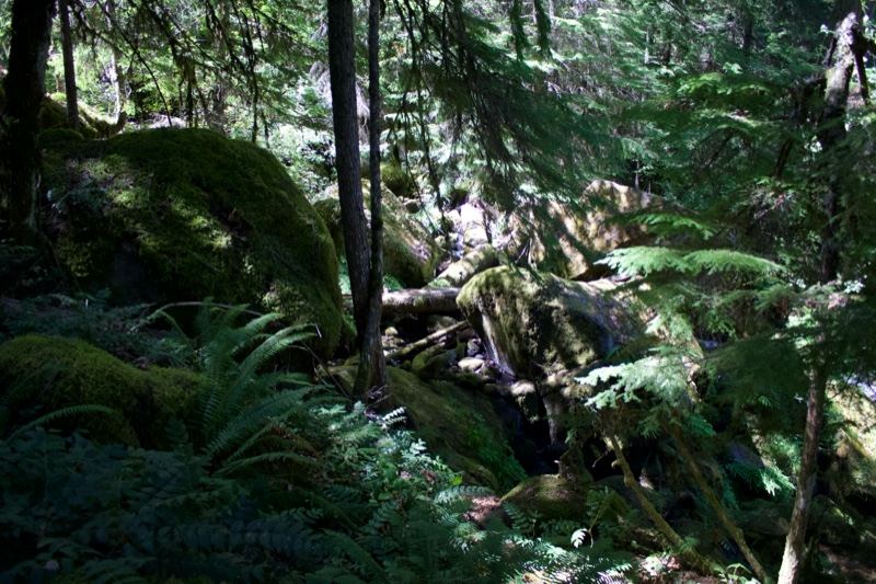 Mossy Forest Floor in Sunlit Woods