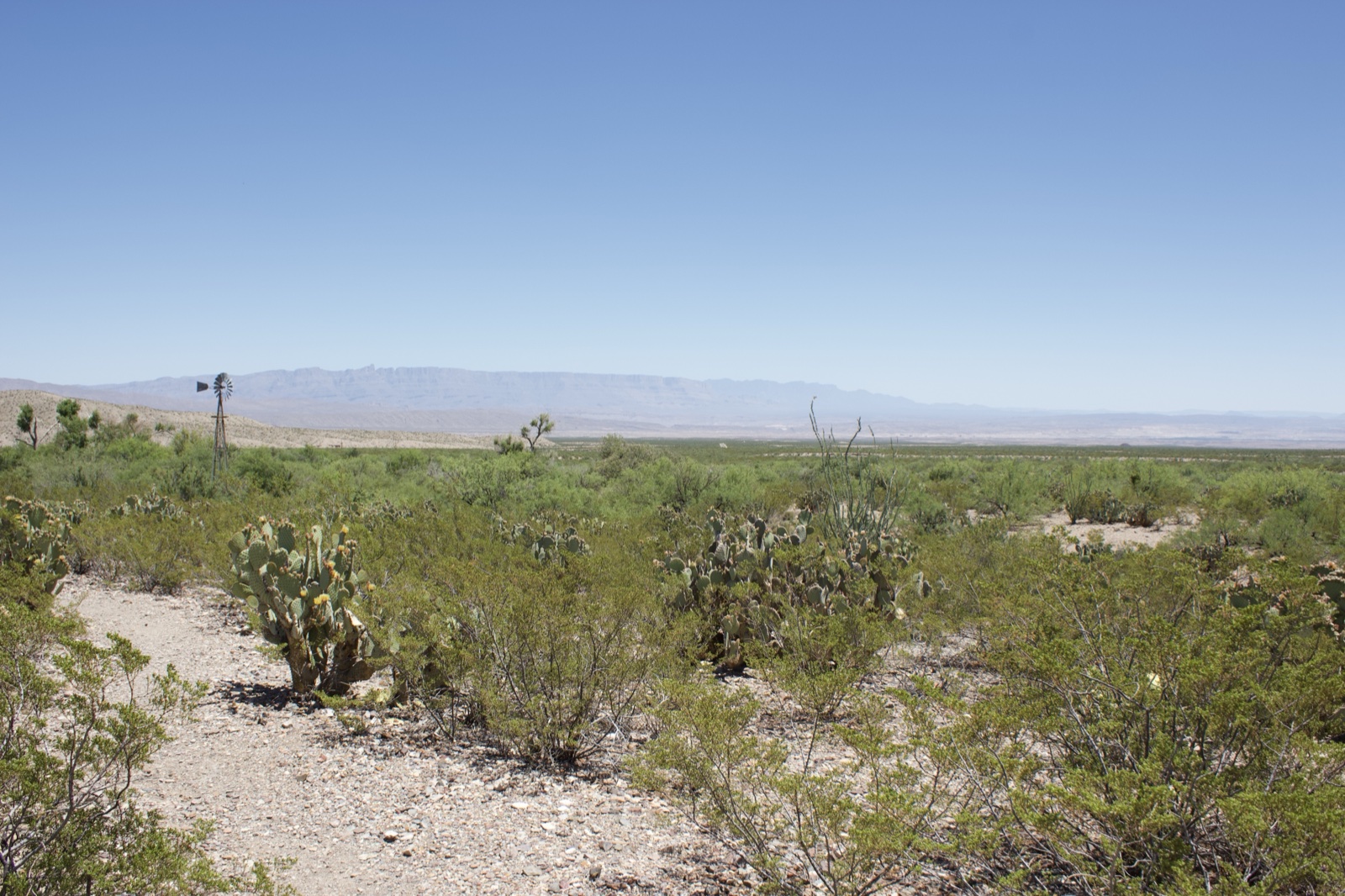 Arid Desert Scrub Landscape with Cacti