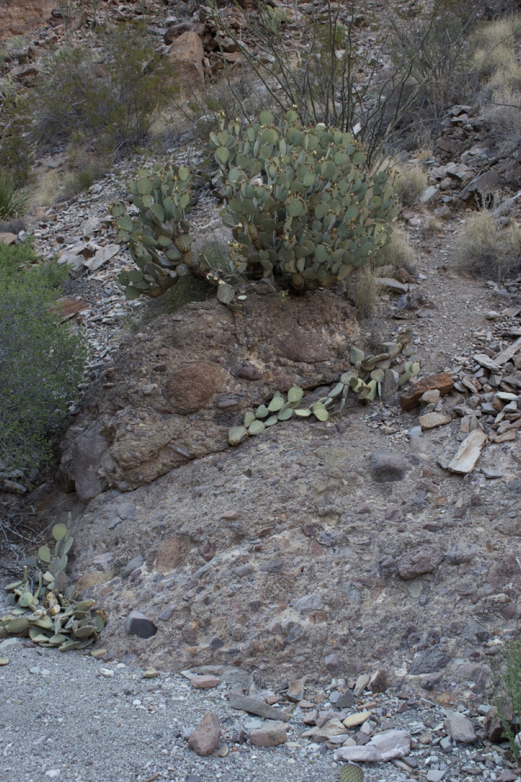 Desert cactus on rocky slope