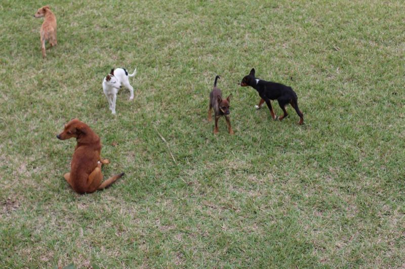 Small Dogs Playing on Grass Lawn