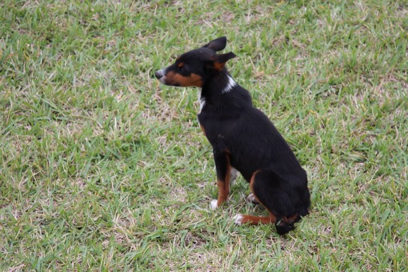 Small Black Tan Dog Sitting on Grass