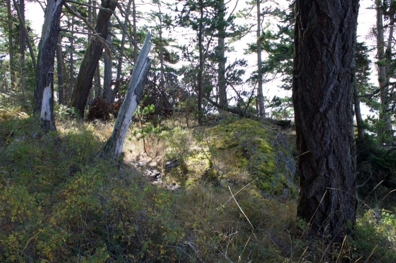Sunlit Forest Floor With Tall Trees