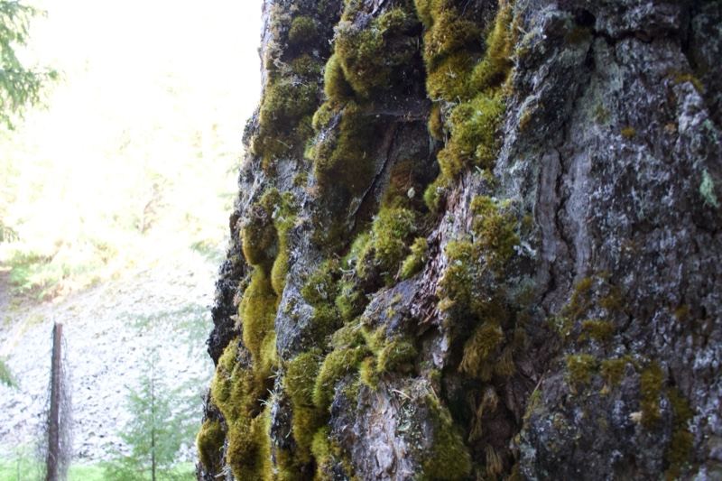 Moss Covered Tree Bark Close Up