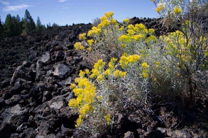 Yellow Flowers on Volcanic Lava Field