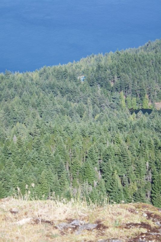 Forested Hillside Overlooking Ocean