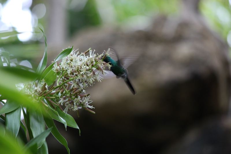 Hummingbird Feeding on White Blossoms