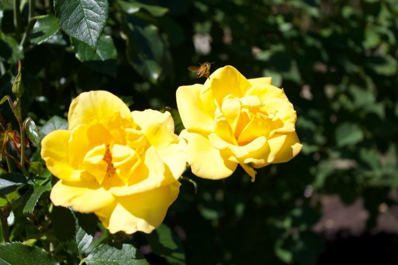 Yellow Roses in Bloom Close-up
