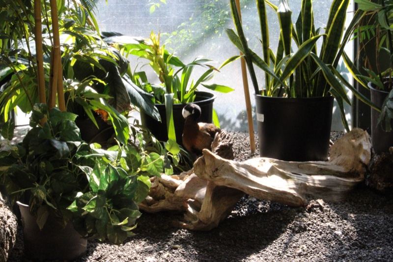 Potted Plants With Driftwood Indoors