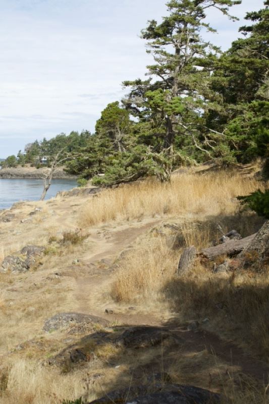 Coastal Grassland With Evergreen Trees