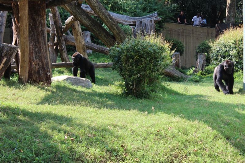 Black Bears in Zoo Enclosure Grass