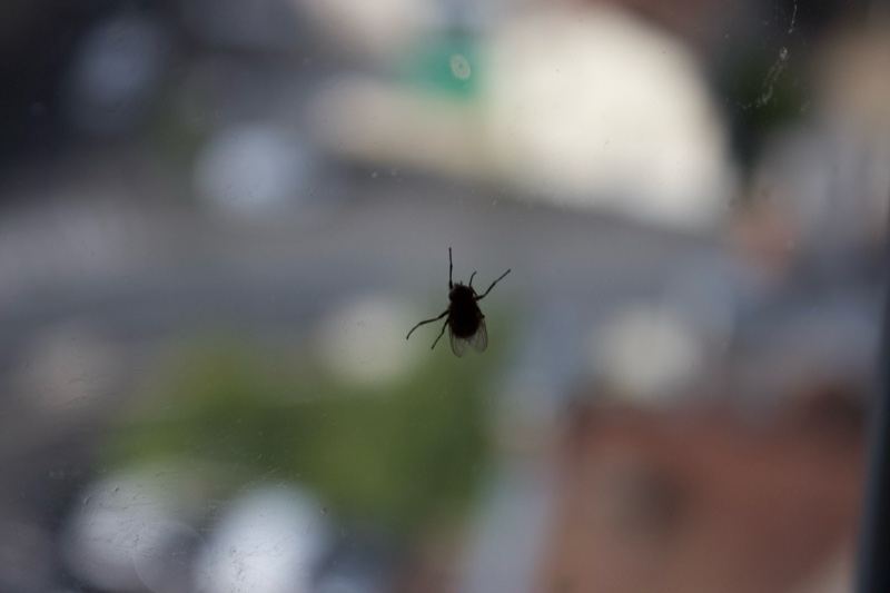Spider on Window with City Blur