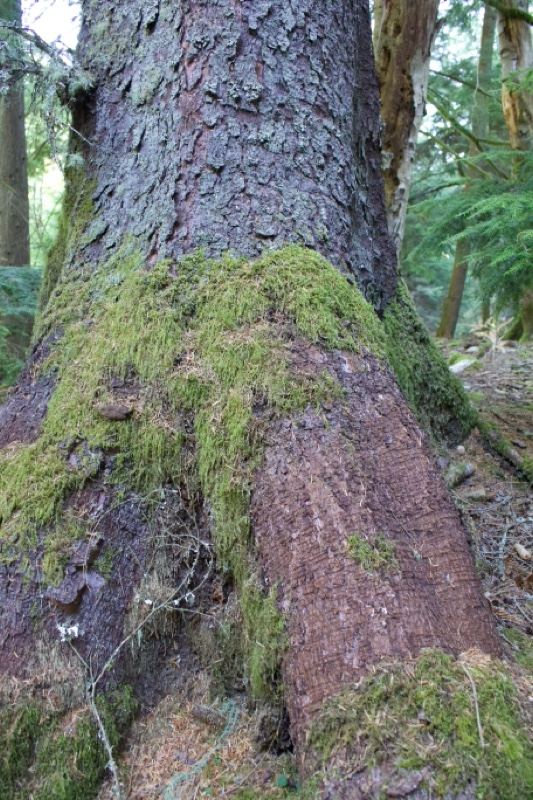 Moss Covered Tree Trunk in Forest