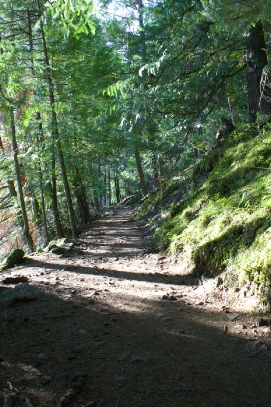 Sunlit Forest Trail Through Green Woods