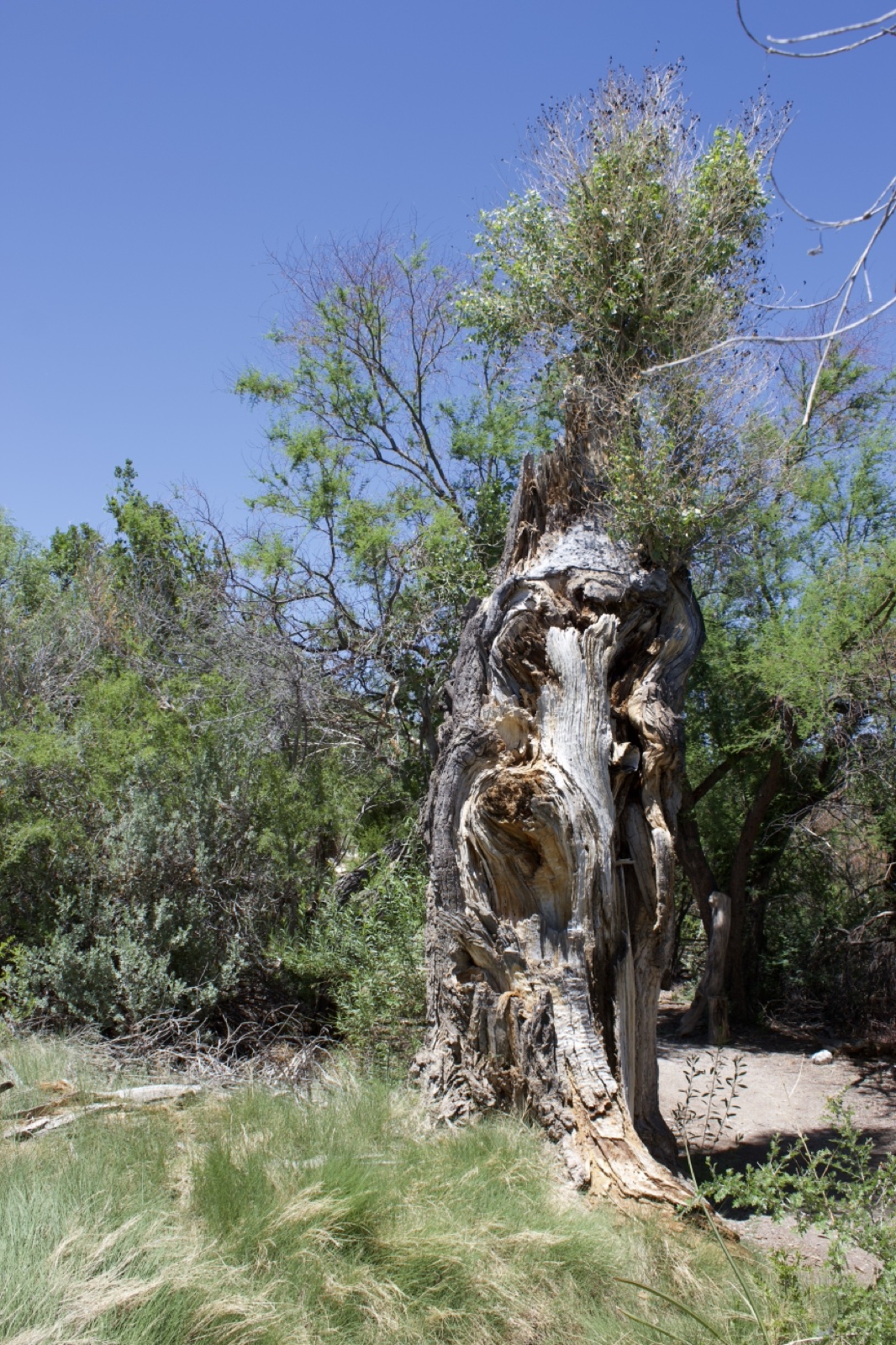 Hollow Dead Tree with Regrowth