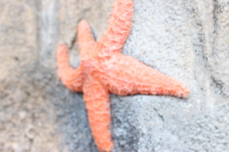 Orange Starfish on Rock Surface