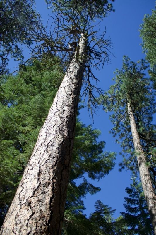 Tall Pine Trees Against Blue Sky