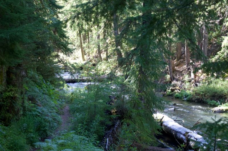 Forest Trail Beside River