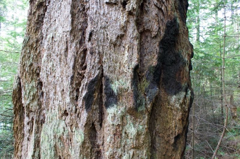 Tree trunk bark in forest
