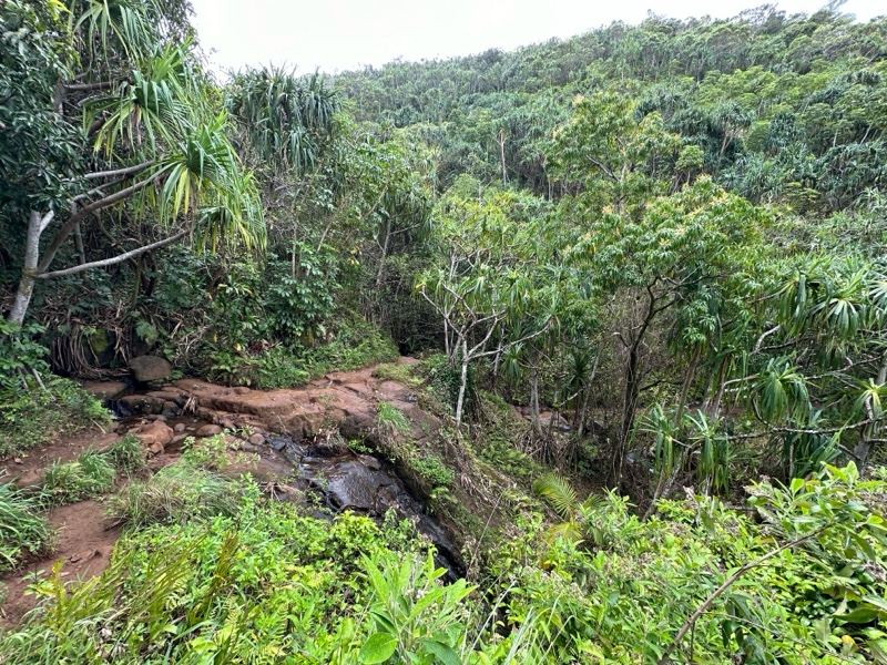 Lush Tropical Forest Trail