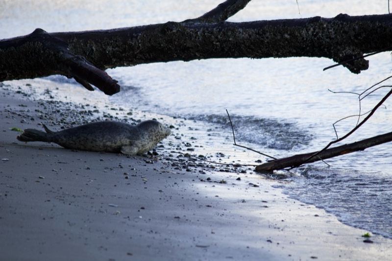 Seal Pup on Sandy Shore