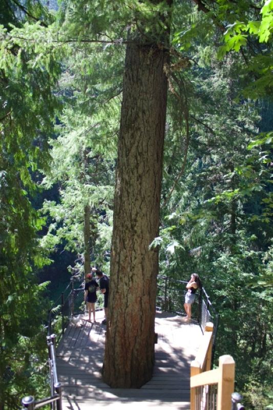Giant Tree On Forest Boardwalk