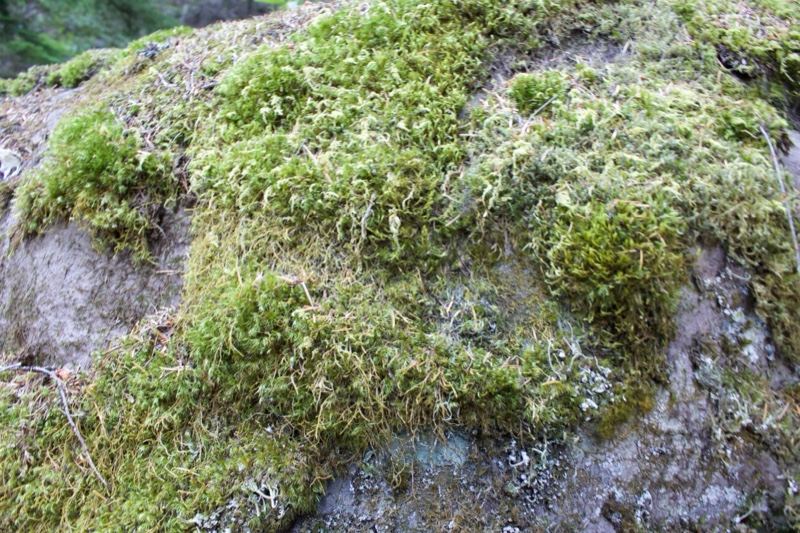 Moss Covered Rock Surface Close Up