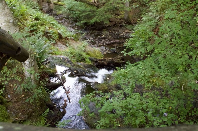 Forest Stream In Wooded Ravine