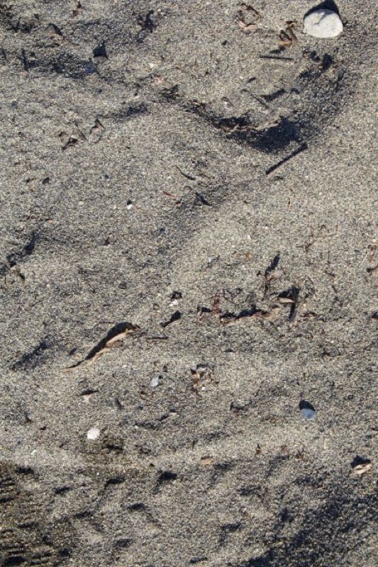 Beach sand with footprints and shells