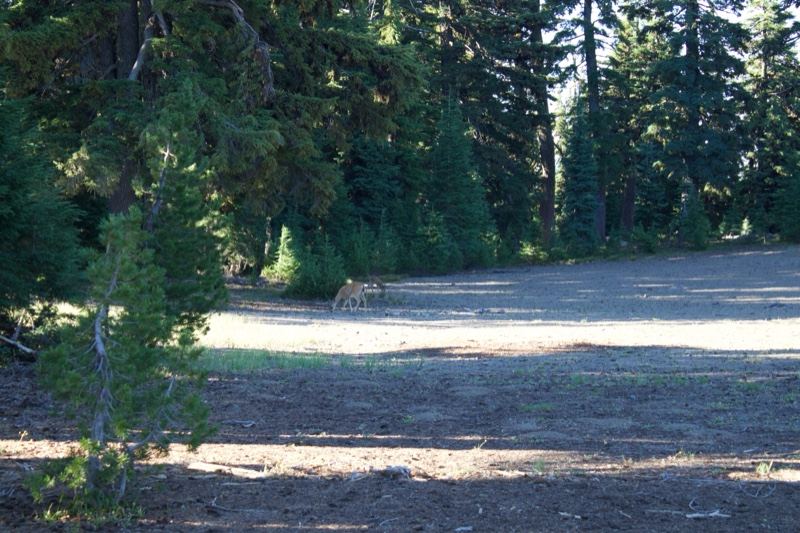 Forest Clearing With Deer In Distance