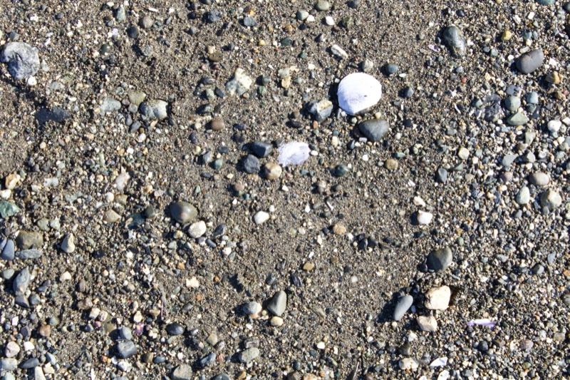 Beach Pebbles and Shells Top View